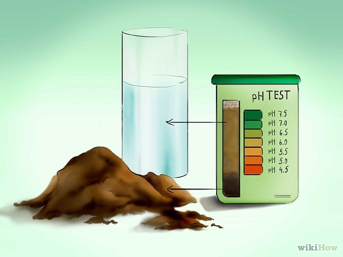 Plant Tomatoes from Seed Step 25.jpg