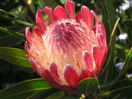 protea-large (450x337, 30Kb)