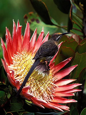 protea-with-bird (300x400, 160Kb)