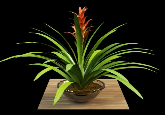 Гузмания язычковая (Guzmania lingulata)