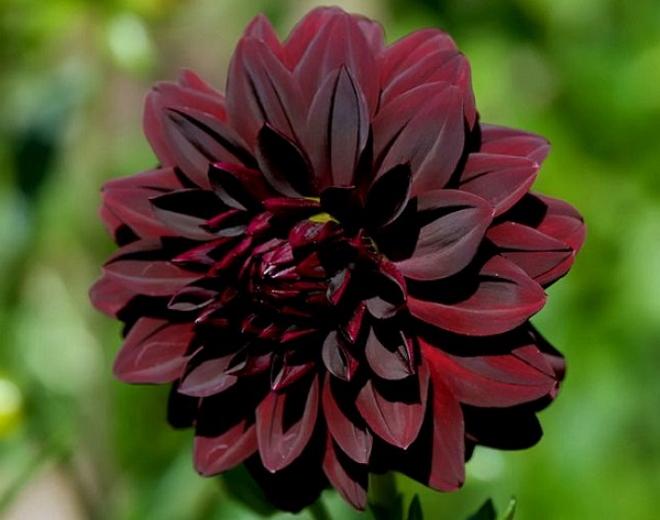 Цветы черного цвета