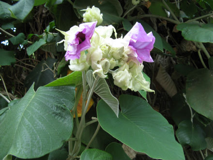 Самые обычные цветы Таиланда