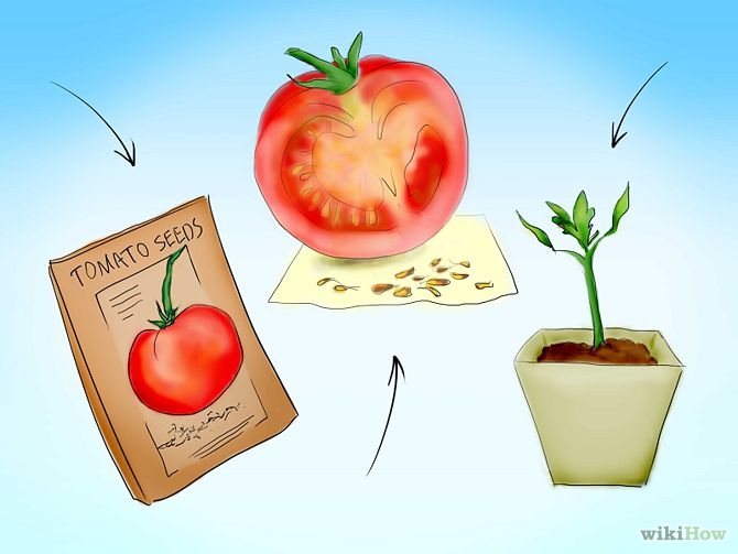 Plant Tomatoes from Seed Step 3 Version 2.jpg