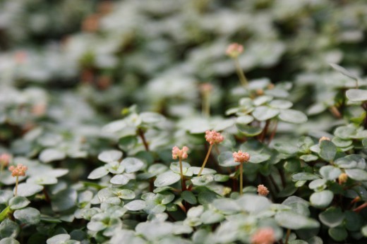 Пилея ливанская (Pilea libanensis)