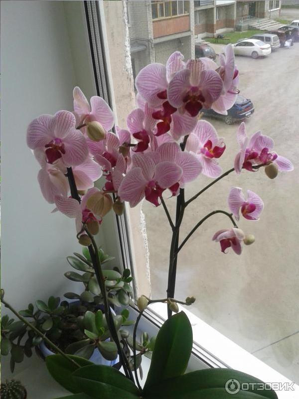 Ухода за орхидеями. Вечнозеленые комнатные цветы.