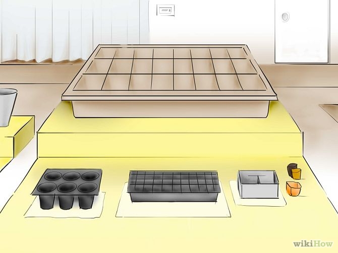 Plant Tomatoes from Seed Step 16.jpg