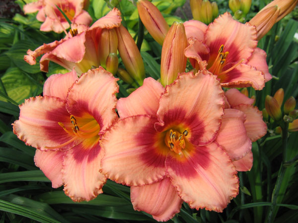 Лилейник — цветок удачи в наших садах. Особенности посадки и уход
