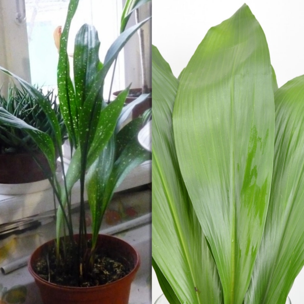 aspidistra (1)