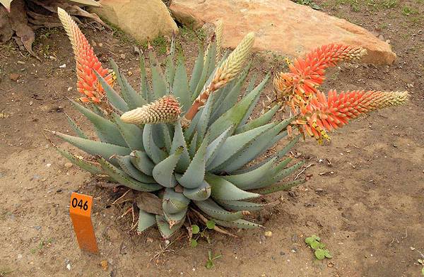 Алоэ булавоцветковое (Aloe claviflora), фото растения для дома фотография картинка