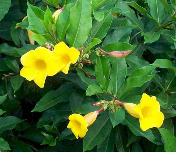 allamanda1 (700x604, 37Kb)