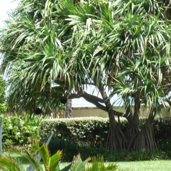 pandanus4