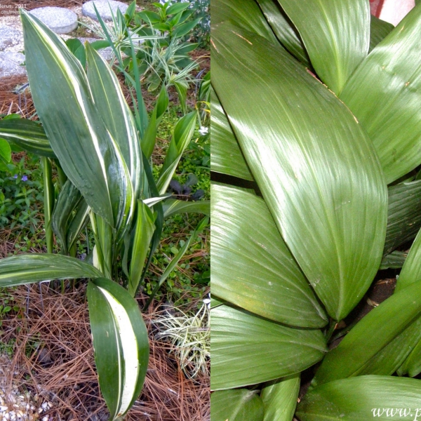 aspidistra (11)