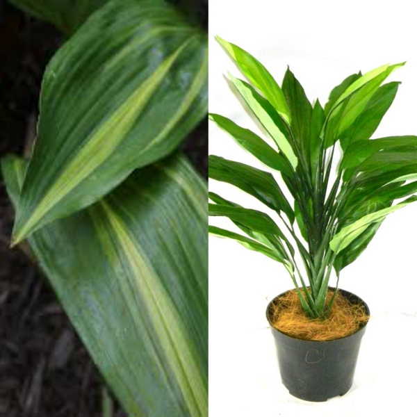 aspidistra (10)