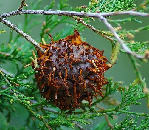 8.КЕДРОВО-ЯБЛОЧНЫЙ ГНИЮЩИЙ ГРИБ / CEDAR-APPLE RUST FUNGUS прикол, природа, растения, факты