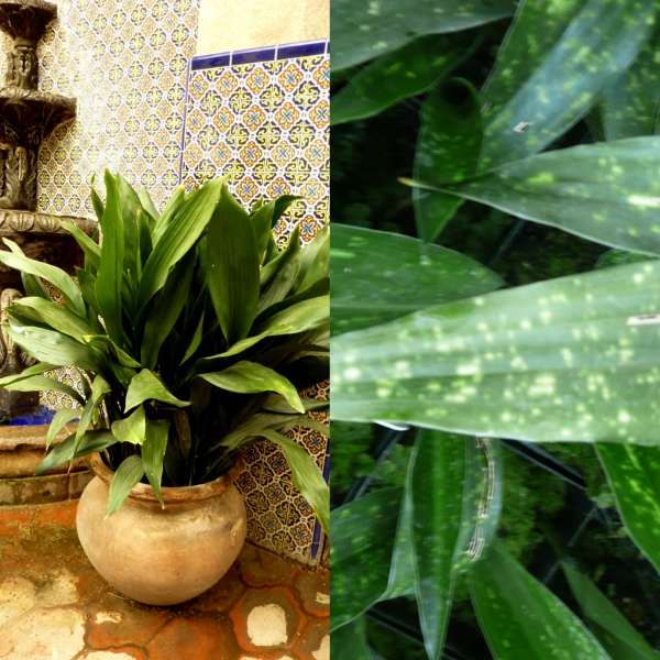 aspidistra (6)