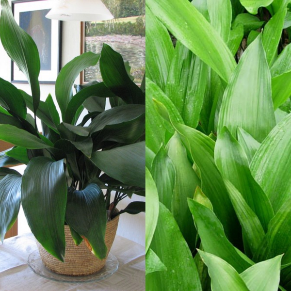 aspidistra (15)