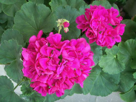 pelargonium-zonale_purpleball-550x412 (550x412, 33Kb)