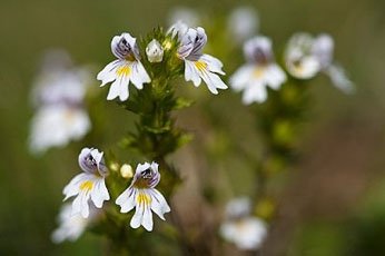 Очанка лекарственная (Euphrasia officinalis)