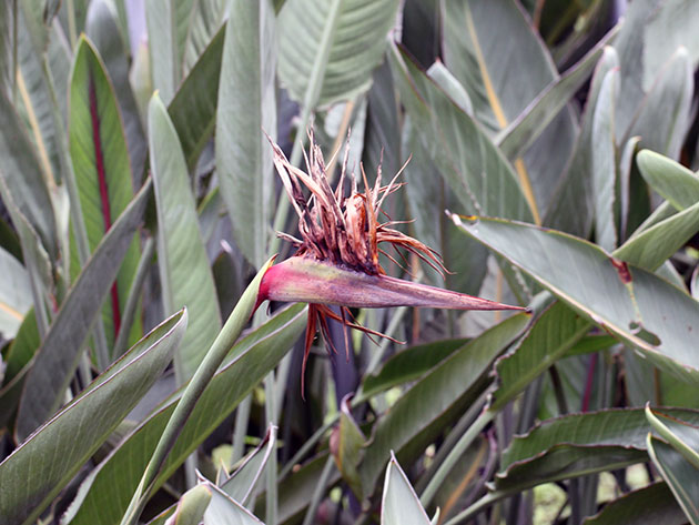 Стрелиция королевская / Strelitzia reginae