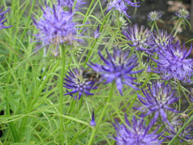 Кольник Шейхцера (Phyteuma scheuchzeri, Campanulaceae)