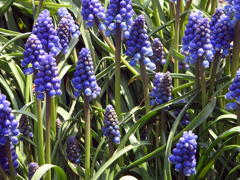 Мускари армянский (Muscari armeniacum)