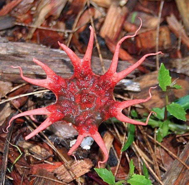 3. ГРИБ МОРСКОЙ АНЕМОН / SEA ANEMONE MUSHROOM прикол, природа, растения, факты