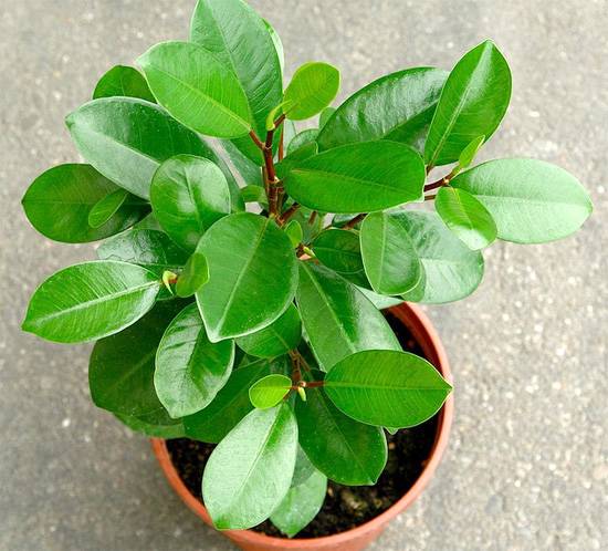 Фикус микрокарпа (Ficus microcarpa), фото фотография растения для квартиры