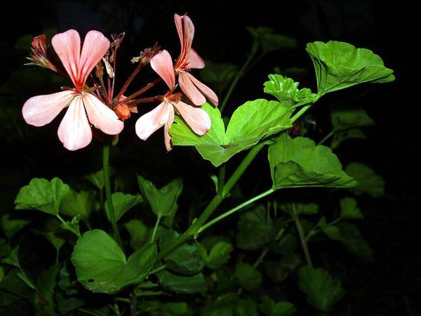 Пеларгония лососевая (Pelargonium salmoneum), фото растения для дома фотография картинка