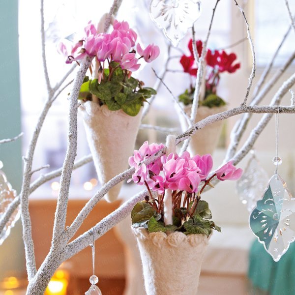 Новогодние идеи из комнатных цветов и растений