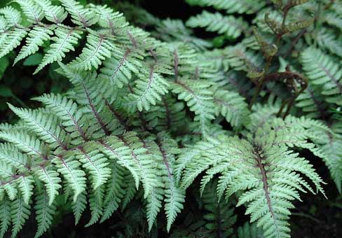 Кочедыжник — папоротник (Athyrium)