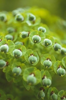 Молочай Палласа или Фишера (Euphorbia fischeriana) 