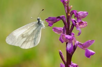 Ятрышник пятнистый (Orchis maculata) 