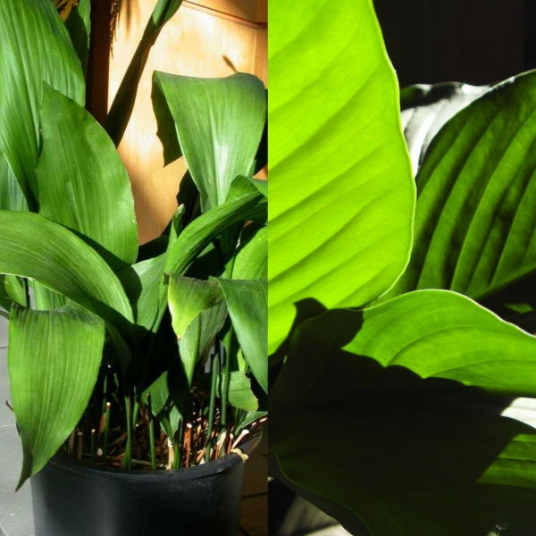 aspidistra (8)