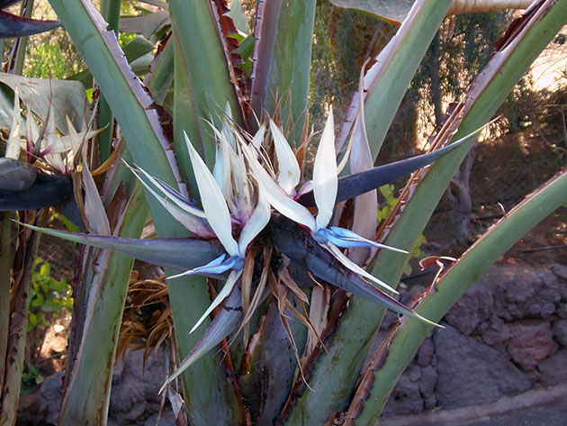 Стрелиция Августа, или стрелиция белая / Strelitzia alba