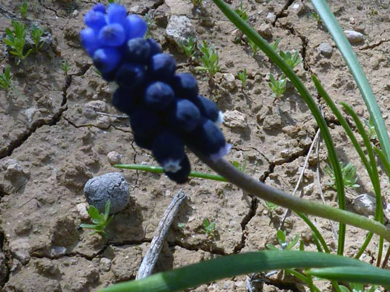 Мускари хорошенький (Muscari pulchellum)