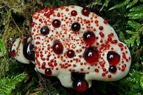 1. КРОВАВЫЙ ЗУБ / HYDNELLUM PECKII прикол, природа, растения, факты