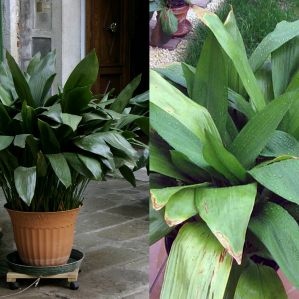 aspidistra (9)