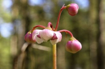 Зимолюбка зонтичная (Chimpahila umbellata)