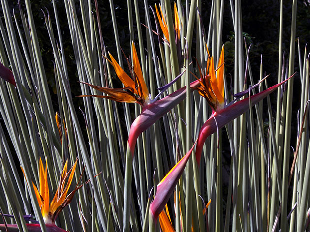 Стрелиция тростниковая / Strelitzia juncea