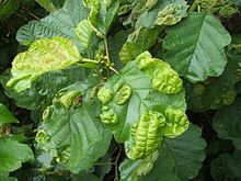 https://upload.wikimedia.org/wikipedia/commons/thumb/2/2a/Leaf_galls_on_alder_-_geograph.org.uk_-_992685.jpg/220px-Leaf_galls_on_alder_-_geograph.org.uk_-_992685.jpg