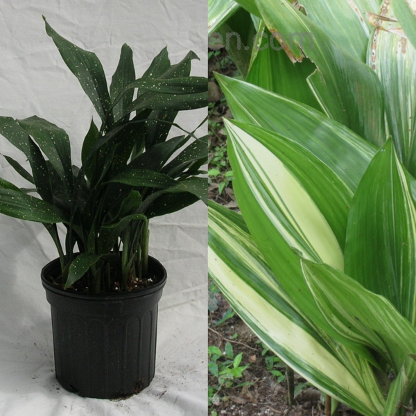 aspidistra (12)