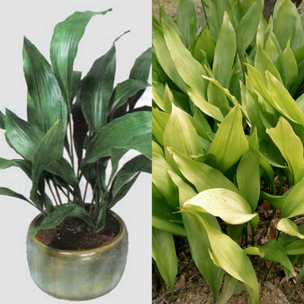 aspidistra (2)