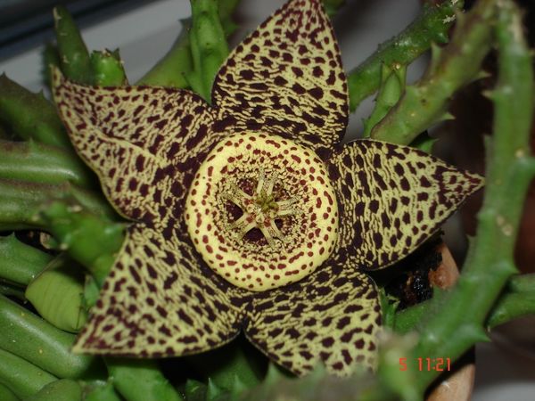 STAPELIA VARIEGATA