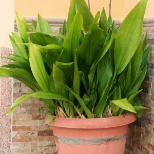 Aspidistra