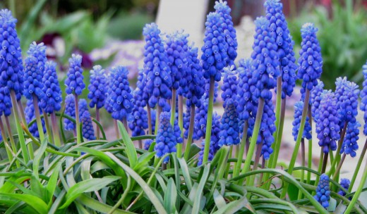 http://www.botanichka.ru/wp-content/uploads/2011/02/Muscari-520x304.jpg