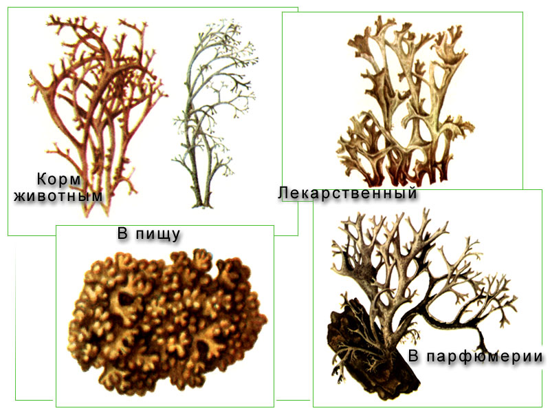 МИР РАСТЕНИЙ. Мох