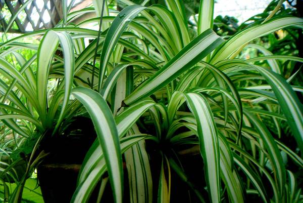 Хлорофитум хохлатый (Chlorophytum comosum), фото растения для дома фотография картинка