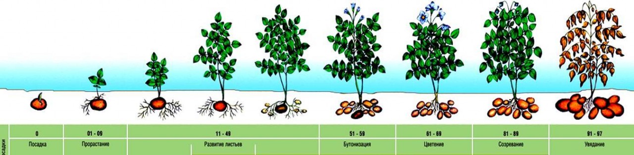 Прогрессивная технология производства картофеля
