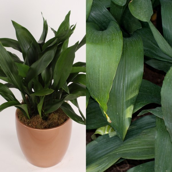 aspidistra (7)