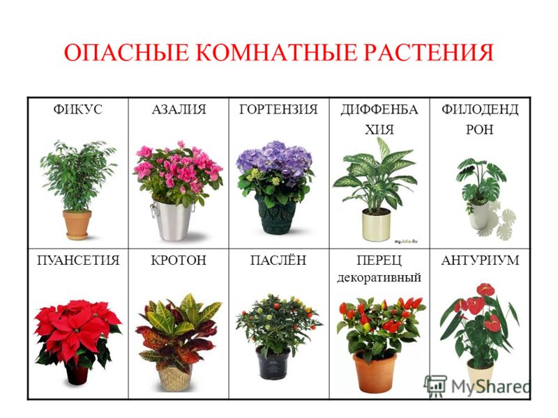 Самые полезные комнатные растения